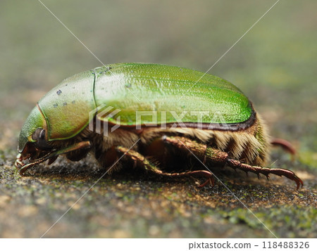 從側面看聖甲蟲 2 118488326