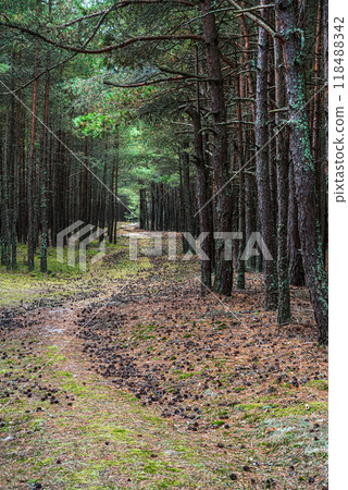 Trail in the coniferous pine forest of the Curonian spit national Park. Russia 118488342