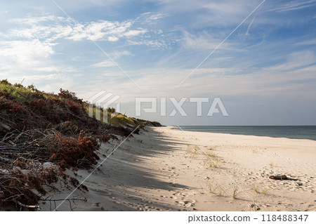 Long white sand beach in the Curonian Spit National Park. Kaliningrad region. Russia 118488347
