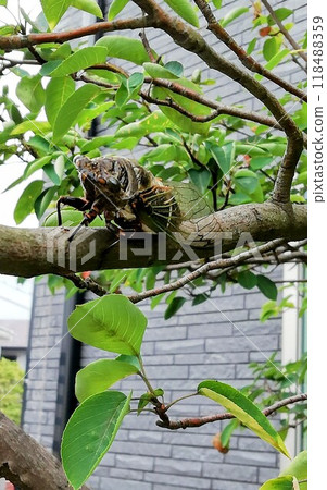 Cicada on a Juneberry tree 118488359
