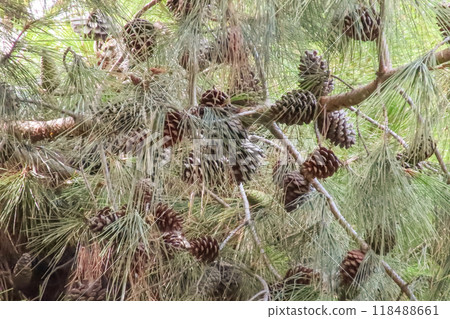 Natures Growth Cycle. Pine Cones and Needles.The natural beauty of pine branches adorned with pine cones at various stages of development. Natures Growth Cycle. Pine Cones and Needles.The natural beauty of pine branches adorned with pine cones at various stages of development. 118488661
