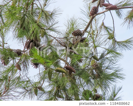 Natures Growth Cycle. Pine Cones and Needles.The natural beauty of pine branches adorned with pine cones at various stages of development. Natures Growth Cycle. Pine Cones and Needles.The natural beauty of pine branches adorned with pine cones at various stages of development. 118488662