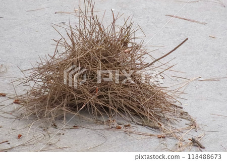 Dried pine needles. Dried pine needles scattered on a gray concrete surface. Dried pine needles. Dried pine needles scattered on a gray concrete surface. 118488673