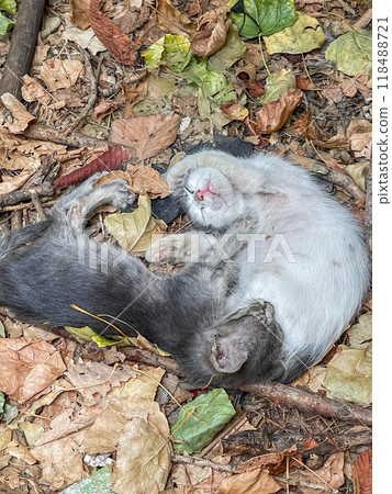 Two cats, one with white fur and the other with grey fur, lying on the ground amidst dry leaves. Two cats, one with white fur and the other with grey fur, lying on the ground amidst dry leaves. 118488721
