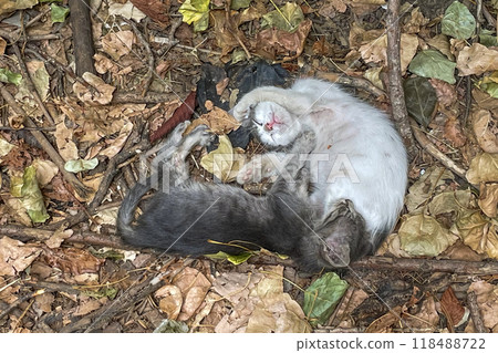Two cats, one with white fur and the other with grey fur, lying on the ground amidst dry leaves. 118488722