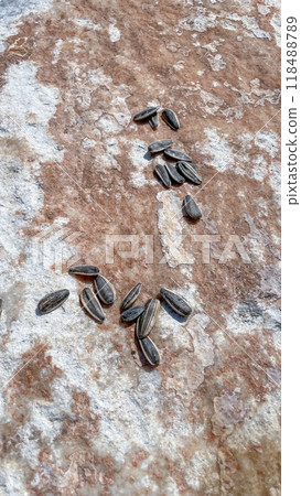 Scattered Sunflower Seeds.Sunflower seeds are scattered across a rough, textured surface with a mix of brown, white, and gray tones.  118488789