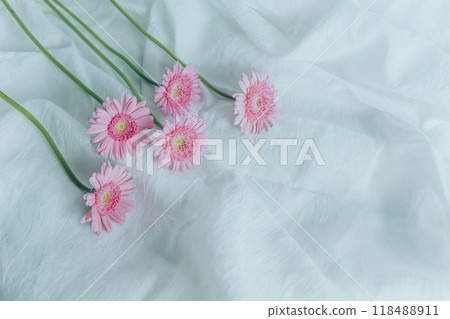 粉色非洲菊 粉色非洲菊 118488911