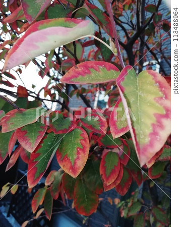 6月莓果秋葉 6月莓果秋葉 118488964