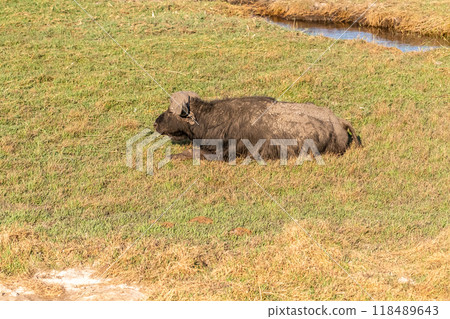Buffalos grazing on the banks of the Chobe river Buffalos grazing on the banks of the Chobe river 118489643