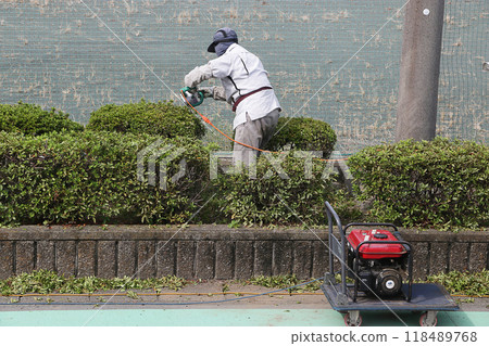 Satsuki, pruning azalea Satsuki, pruning azalea 118489768