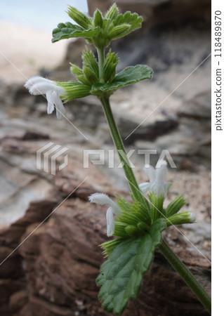 Nature Plants: Yanbaru Mint, September in the mountains. The stems grow and bloom, clinging to the rocks of the coast. 118489870