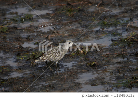 一隻年幼的大禪鳥，在南下途中經過。 118490132