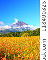 Flower fields and a view of Mt. Fuji in early autumn 118490325