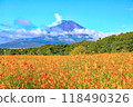 Flower fields and a view of Mt. Fuji in early autumn 118490326
