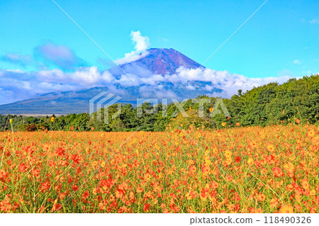 初秋的花田與富士山景觀 118490326