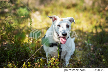 A happy white dog playing in a sunlit forest clearing surrounded by greenery  118490356