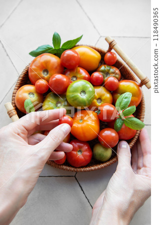 A person hands carefully selecting fresh tomatoes from a basket A person hands carefully selecting fresh tomatoes from a basket 118490365