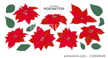 Set of isolated poinsettia. Cute flower illustration in hand drawn style. Vivid red and green color tone on transparent background. Set of isolated poinsettia. Cute flower illustration in hand drawn style. Vivid red and green color tone on transparent background. 118490686
