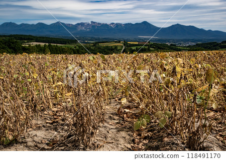 大豆田土地 118491170