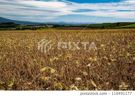 Soybean field earth 118491177