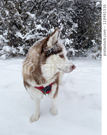 Siberian husky dog portrait in winter. Brown Siberian sled dog husky over snowy background. 118491316