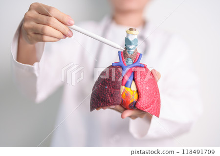 Doctor pointing Thyroid of Respiratory system anatomy for Diseases. Lung Cancer, Asthma, Chronic Obstructive Pulmonary or COPD, Bronchitis, Emphysema, Cystic Fibrosis, Bronchiectasis and Pneumonia 118491709