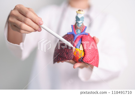 Doctor point heart Cardiovascular and Respiratory anatomy for Disease. Lung Cancer, Asthma, Chronic Obstructive Pulmonary or COPD, Bronchitis, Emphysema, Cystic Fibrosis, Bronchiectasis, Pneumonia Doctor point heart Cardiovascular and Respiratory anatomy for Disease. Lung Cancer, Asthma, Chronic Obstructive Pulmonary or COPD, Bronchitis, Emphysema, Cystic Fibrosis, Bronchiectasis, Pneumonia 118491710