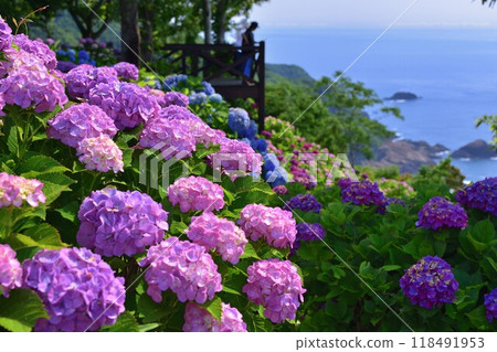 桃園鄉海角的繡球花 桃園鄉海角的繡球花 118491953
