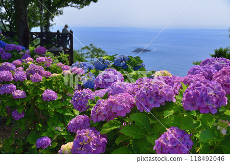 Hydrangea at the cape of Taoyuan Township 118492046