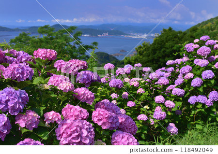 桃園鄉海角的繡球花 桃園鄉海角的繡球花 118492049