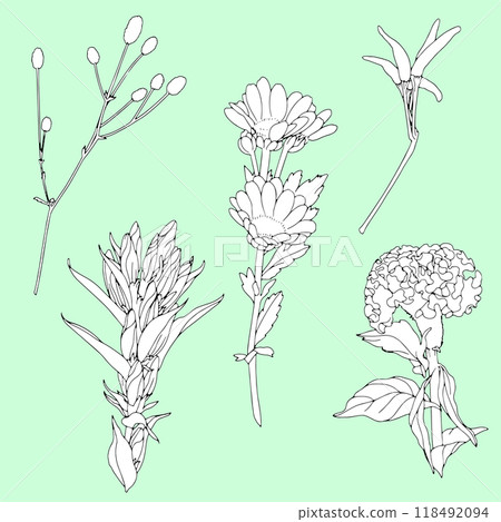 秋花插圖集 秋花插圖集 118492094