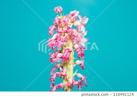 a close up of a dry dead pink hyacinth flower against a blue turquoise background, a macro photograph, renaissance, 118492124
