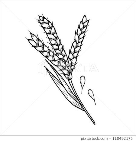 Hand drawn  wheat. Vector illustration 118492175