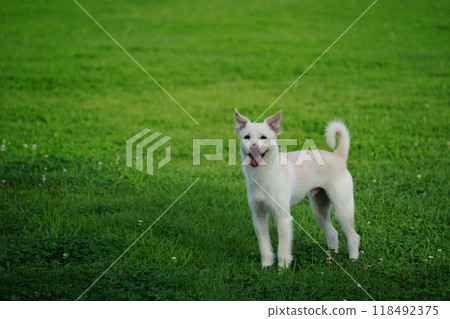 White puppy enjoying a walk on green grass White puppy enjoying a walk on green grass 118492375