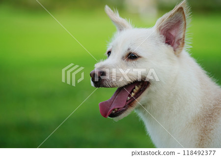 White puppy enjoying a walk on green grass White puppy enjoying a walk on green grass 118492377