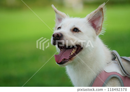 White puppy enjoying a walk on green grass 118492378