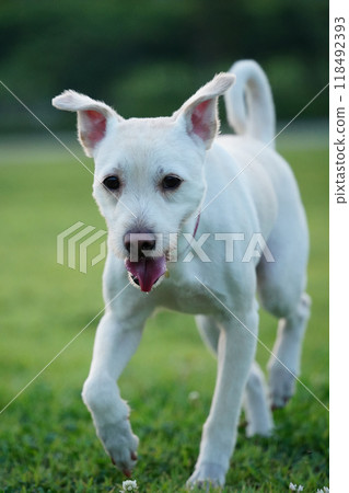 White puppy enjoying a walk on green grass 118492393