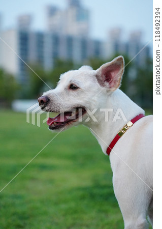 Portrait of a white dog with red collar in the park. Portrait of a white dog with red collar in the park. 118492394