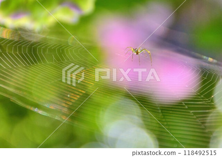 一隻蜘蛛 一隻蜘蛛 118492515