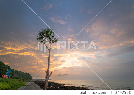 The lonely silhouette of a tree at sunset. 118492598