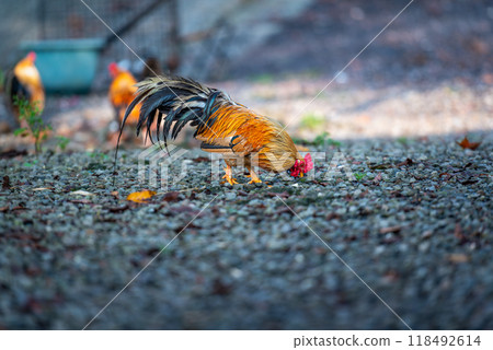 Colorful Roosters Roaming Freely in the Mountains. 118492614