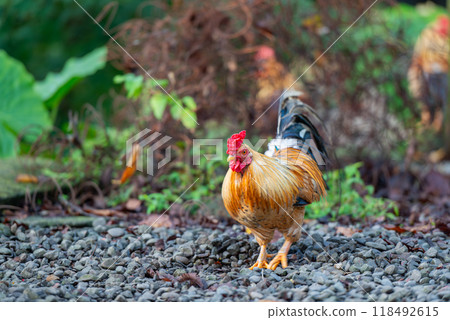 Colorful Roosters Roaming Freely in the Mountains. 118492615