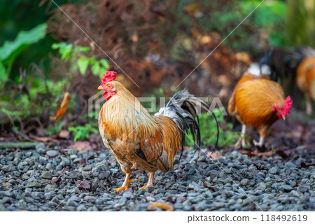 Colorful Roosters Roaming Freely in the Mountains. 118492619