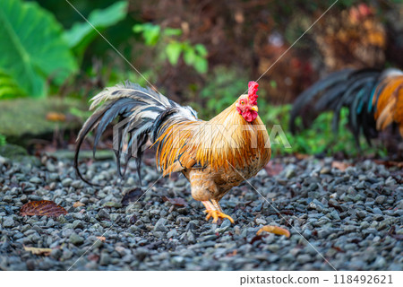 Colorful Roosters Roaming Freely in the Mountains. 118492621
