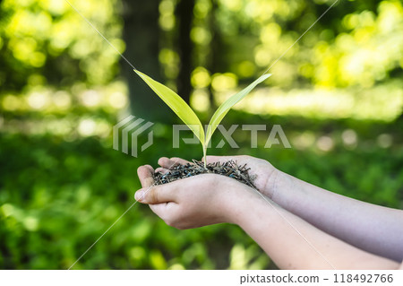 Sprout plant in hands. Agriculture, sustainable development, ecology concept. Sprout plant in hands. Agriculture, sustainable development, ecology concept. 118492766