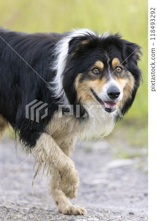 a large dog caught on the run a large dog caught on the run 118493292