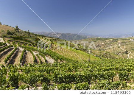 Typical vineyard near Ervedosa do Douro, Alto Douro, Portugal Typical vineyard near Ervedosa do Douro, Alto Douro, Portugal 118493305