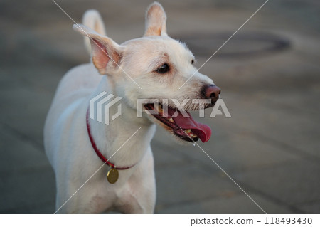 Portrait of a white dog with open mouth and tongue out. 118493430