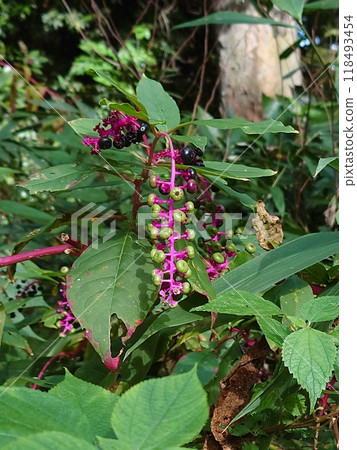 Fruit of pear 118493454