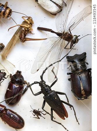 Collection of dried insects presented in a box 118493545